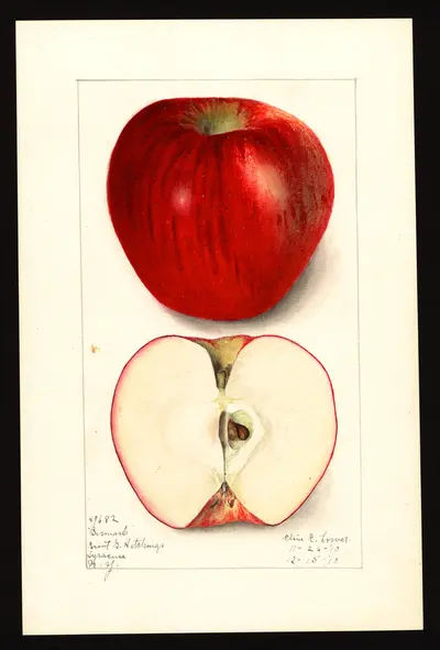 Watercolor of Bismark