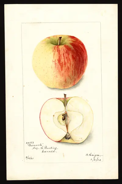 USDA watercolor illustration of Bismarck