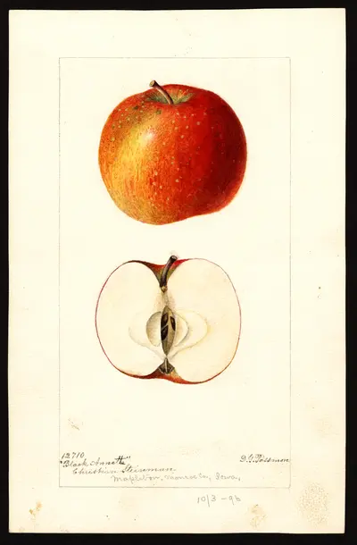 USDA watercolor illustration of Black Annette