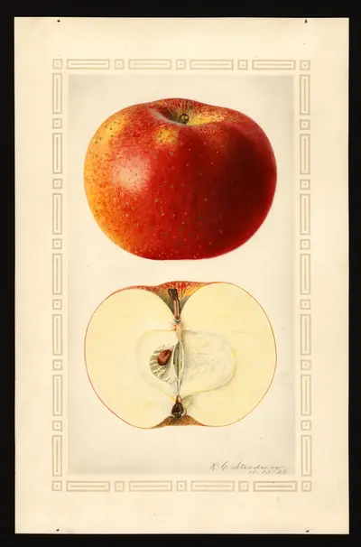 USDA watercolor illustration of Blenheim Orange