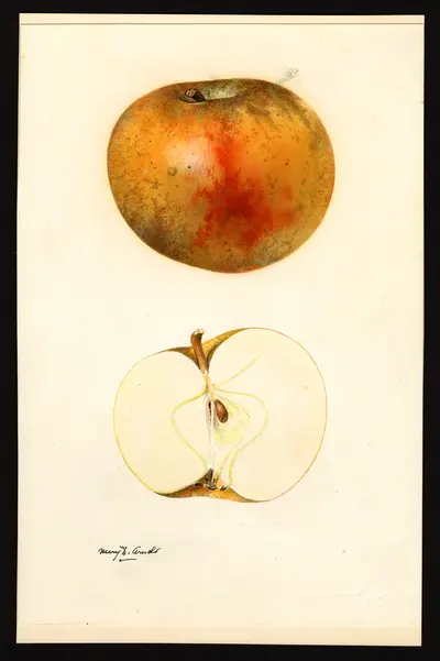 Watercolor of Blenheim Orange