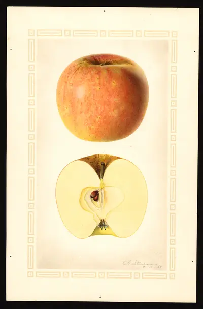 Watercolor of Bloomfield