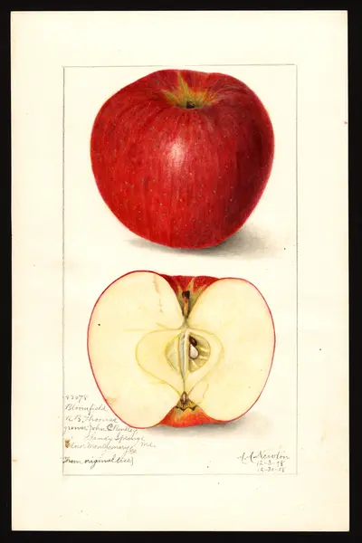USDA watercolor illustration of Bloomfield