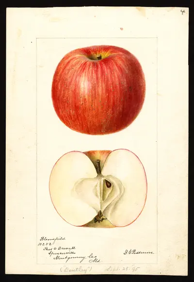 USDA watercolor illustration of Bloomfield