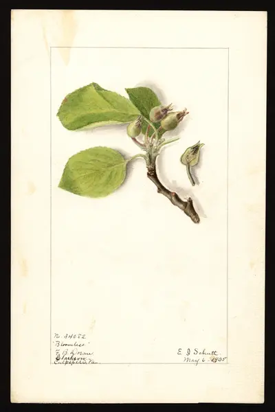 Watercolor of Bloomless