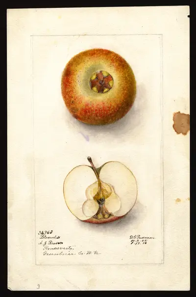 USDA watercolor illustration of Bloomless