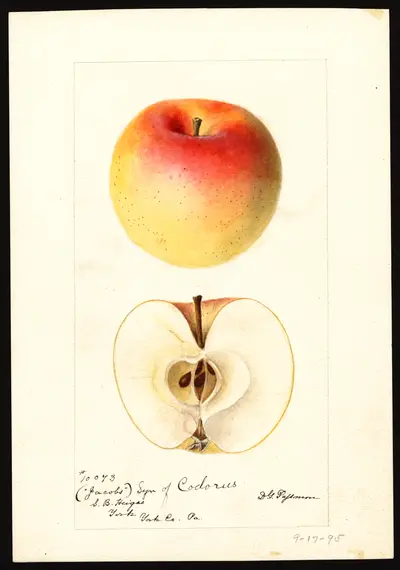 USDA watercolor illustration of Jacobs Sweet