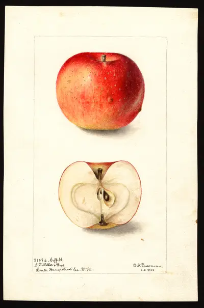 USDA watercolor illustration of Coffelt
