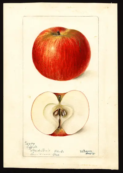 USDA watercolor illustration of Coffelt