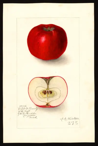 USDA watercolor illustration of Coffelt
