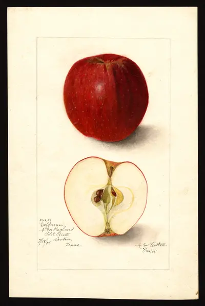 USDA watercolor illustration of Coffman