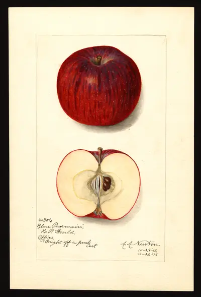 USDA watercolor illustration of Blue Pearmain