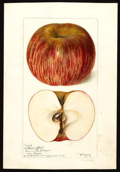USDA watercolor illustration of Buff