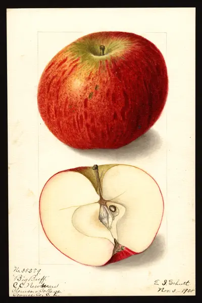 USDA watercolor illustration of Buff