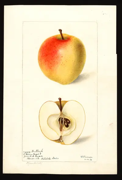 Watercolor of Bullock