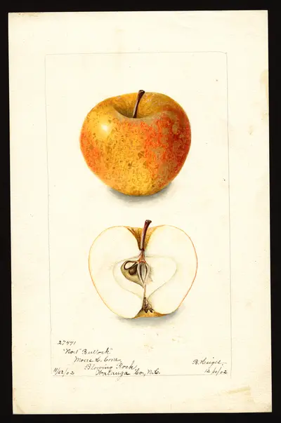 USDA watercolor illustration of Bullock