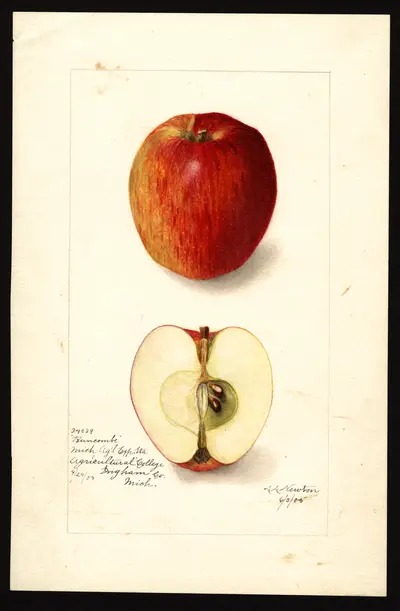 Watercolor of Buncombe