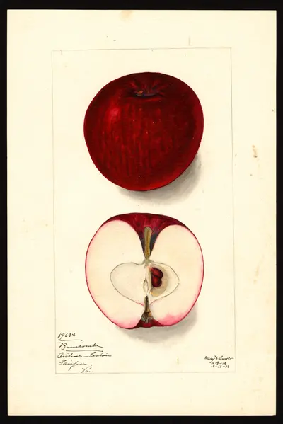 USDA watercolor illustration of Buncombe
