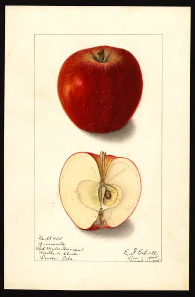 USDA watercolor illustration of Buncombe