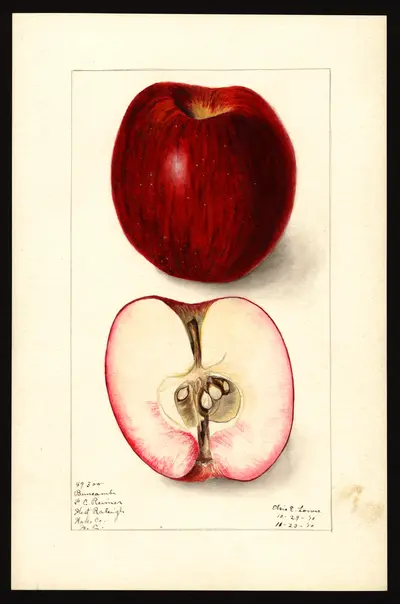 USDA watercolor illustration of Buncombe