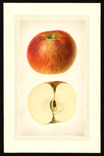 USDA watercolor illustration of Brilliant