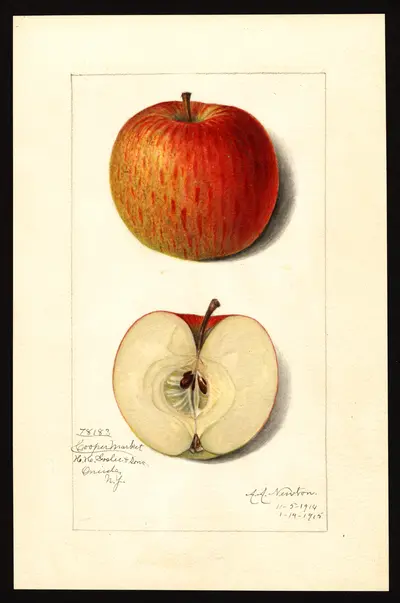 Watercolor of Cooper's Market