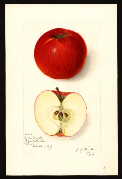 USDA watercolor illustration of Cooper's Market