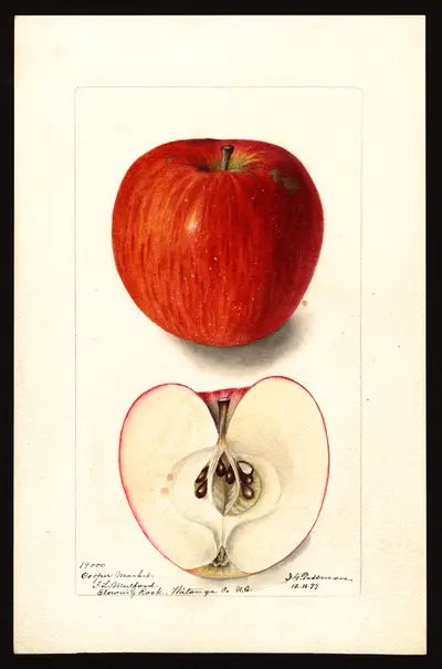 USDA watercolor illustration of Cooper's Market