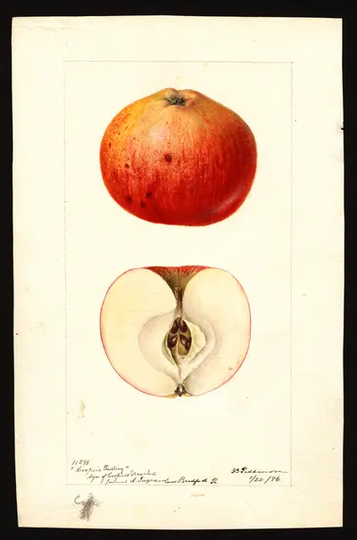 USDA watercolor illustration of Cooper's Market