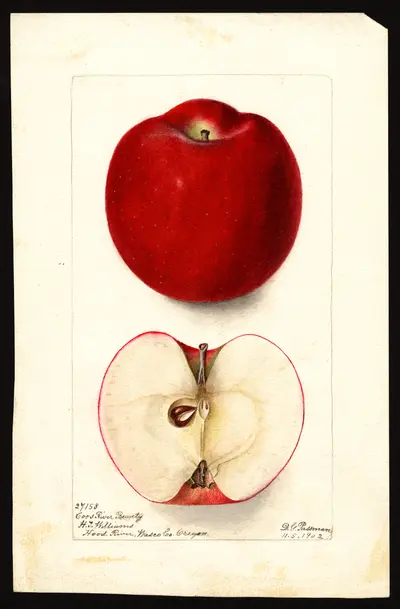 Watercolor of Coos River Beauty