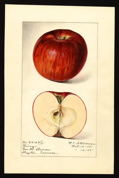 USDA watercolor illustration of Chicago
