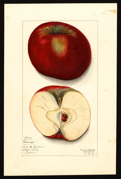 USDA watercolor illustration of Chicago