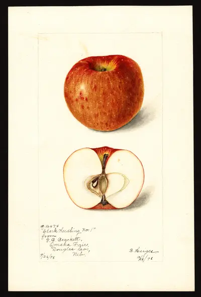 Watercolor of Clark Seedling (Delt)