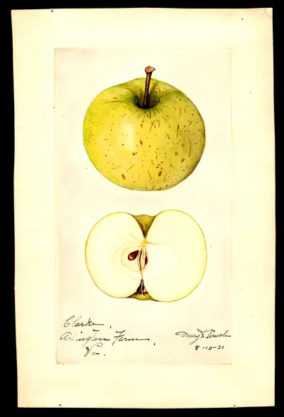 Watercolor of Clarke