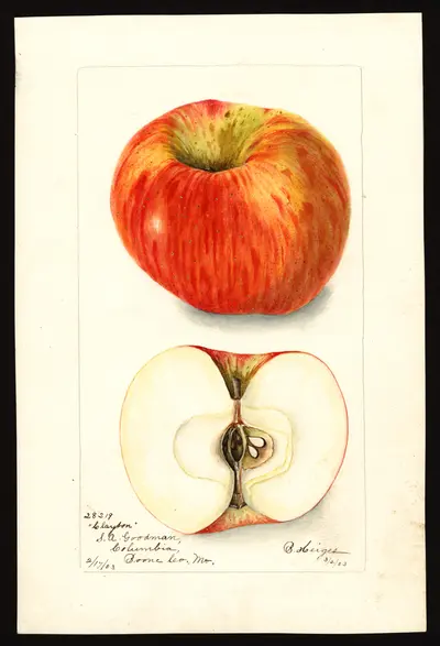 USDA watercolor illustration of Clayton