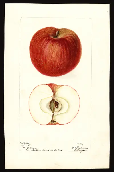 USDA watercolor illustration of Clayton