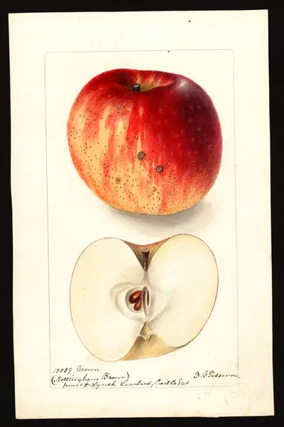 Watercolor of Nottingham Brown