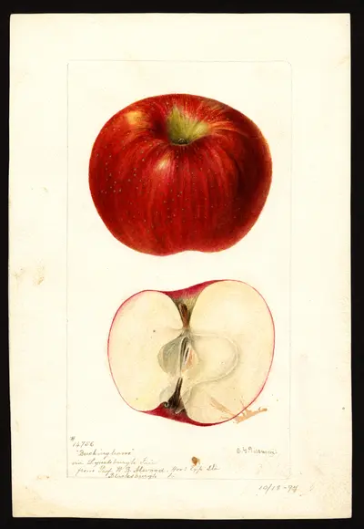 Watercolor of Buckingham