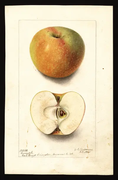 Watercolor of Camack