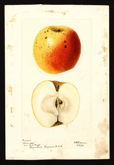 USDA watercolor illustration of Camack