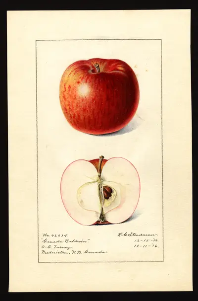 USDA watercolor illustration of Canada Baldwin