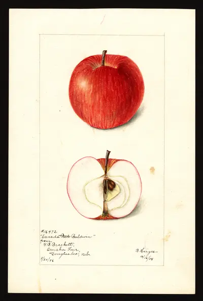 USDA watercolor illustration of Canada Baldwin