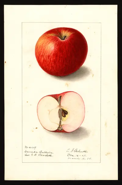 USDA watercolor illustration of Canada Baldwin