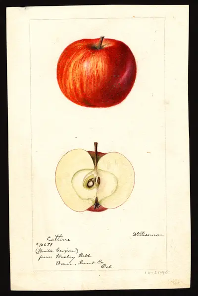 Watercolor of Catline