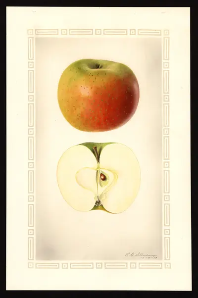 USDA watercolor illustration of Catline