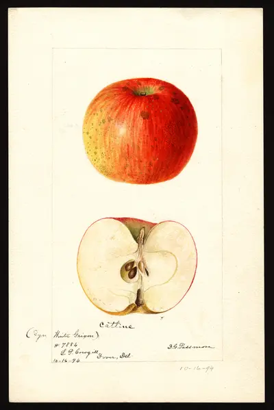 USDA watercolor illustration of Catline