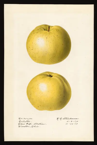 USDA watercolor illustration of Celestia