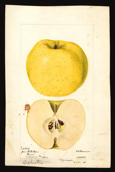 USDA watercolor illustration of Celestia
