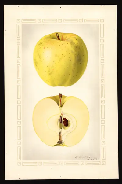 USDA watercolor illustration of Celestia