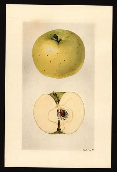 USDA watercolor illustration of Celestia